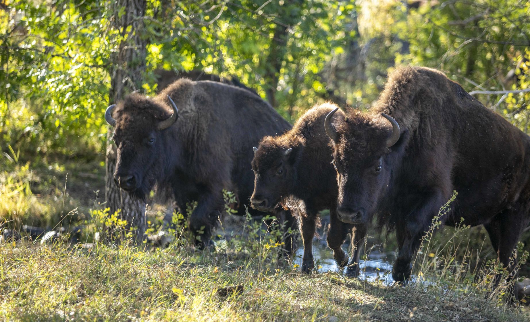 Buffalo 9